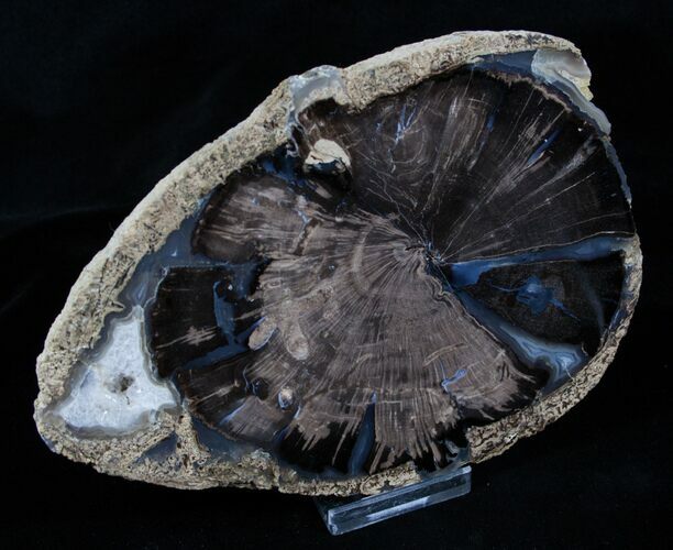 Blue Forest Petrified Wood Slab - x #3932